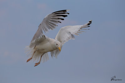 Gabbiano reale pontico , Caspian gull