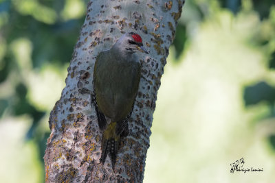 Picchio cenerino, Grey-headed woodpecker