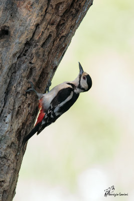 Picchio rosso maggiore ,Great spotted woodpecker