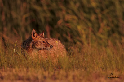 Sciacallo dorato , Golden jackal