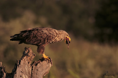 Aquila di mare , White-tailed eagle 