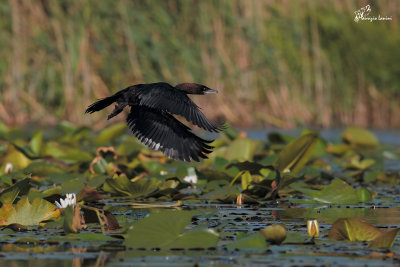 Marangone minore , Pygmy cormorant