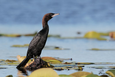 Marangone minore , Pygmy cormorant