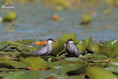 Mignattino piombato , Whiskered tern