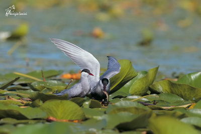 Mignattino piombato , Whiskered tern