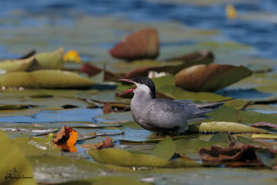 Mignattino piombato , Whiskered tern