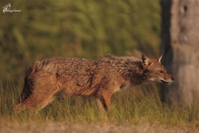 Sciacallo dorato , Golden jackal