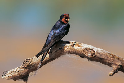 Rondine comune , Swallow