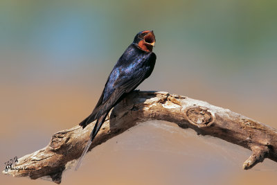 Rondine comune , Swallow