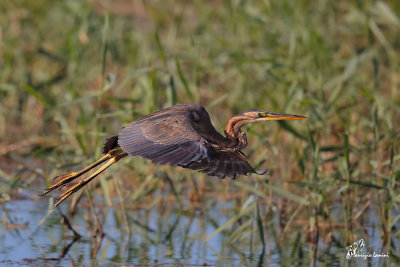 Airone rosso , Purple heron