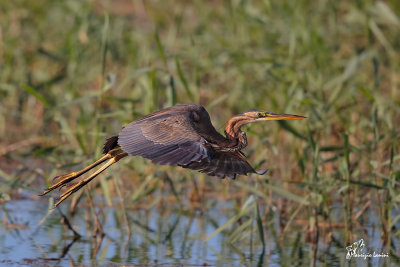 Airone rosso , Purple heron 