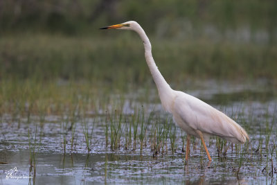 Airone bianco maggiore , Great egret