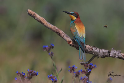 Gruccione , Bee-eater