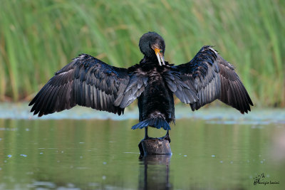 Cormorano , Great cormorant