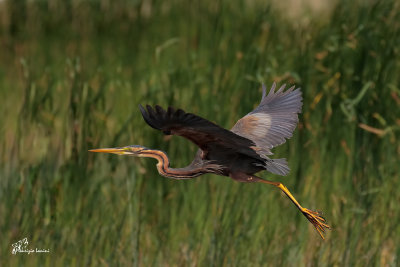 Airone rosso, Purple heron