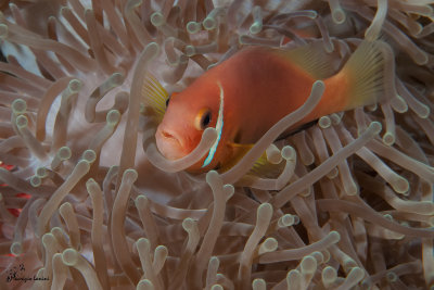 Pesce pagliaccio delle Maldive , Maldives anemonefish