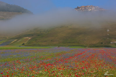 La Fiorita , Summer bloom