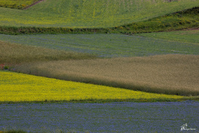 La Fiorita , Summer bloom