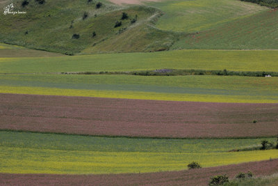 La Fiorita , Summer bloom