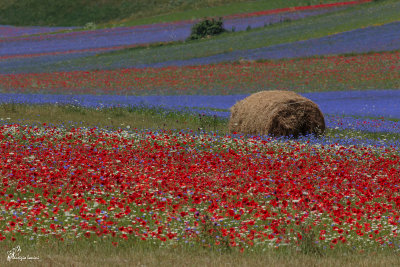 La Fiorita , Summer bloom