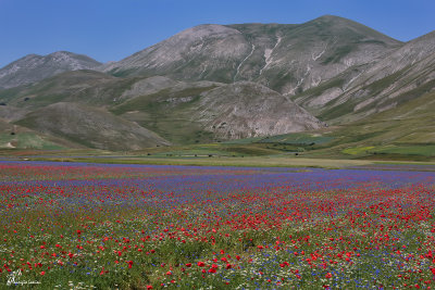 La Fiorita , Summer bloom