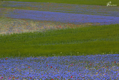 La Fiorita , Summer bloom