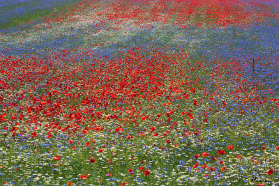 United Colors of Castelluccio