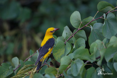 Rigogolo , Eurasian golden oriole