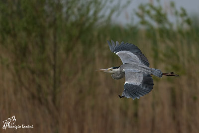 Airone cenerino , Grey heron 
