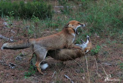Dispute territoriali , Fox fighting 