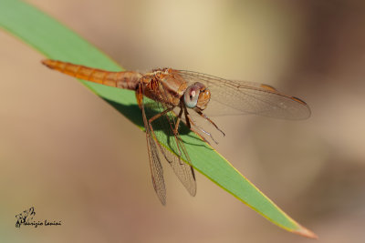 Libellula , Dragonfly