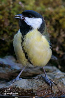 Cinciallegra , Great tit