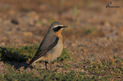 Culbianco , Wheatear