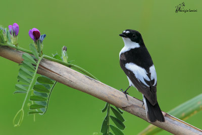 Balia nera , Pied flycatcher