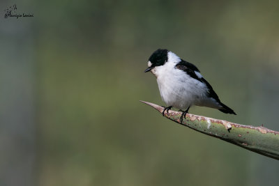 Balia dal collare , Collared flycatcher