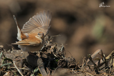 Usignolo dAfrica , Rufous bush robin