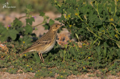 Prispolone , Tree pipit