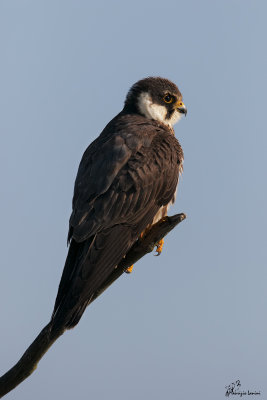 Lodolaio, Eurasian hobby