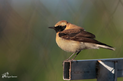 Monachella , Black-eared wheatear