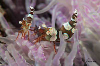 Gamberetti simbionti di Ambon , Sexy Anemone Shrimps