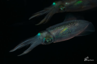 Calamari , Squids