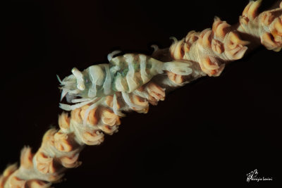 Gamberetto simbionte , Anker's Whip Coral Shrimp 