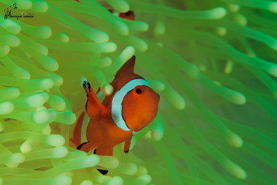 Pesce pagliaccio , Clownfish