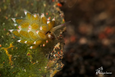 Nudibranco , Nudibranch 