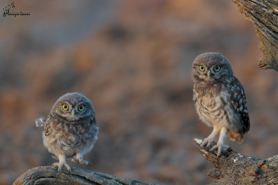 Pulli di civetta , Young little owls 