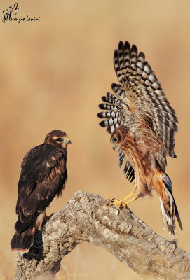 Giovane di Albanella minore , Young Montagu's harrier