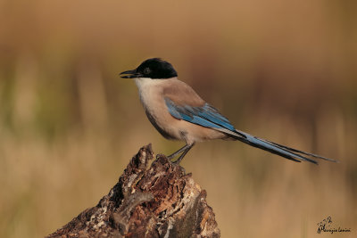 Gazza azzurra,  Azure-winged or Iberian Magpie