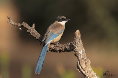Giovane gazza azzurra,  Young Azure-winged or Iberian Magpie