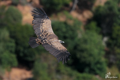 Avvoltoio grifone , Griffon vulture