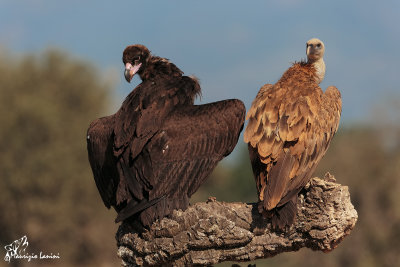 Avvoltoio monaco ed avvoltoio grifone , Cinereus vulture and Griffon vulture